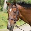 Avignon Wellington Bridle -Equestrian Supplies Shop 50002