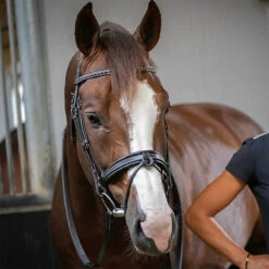 Penelope Daily Bridle -Equestrian Supplies Shop Pen Daily 3