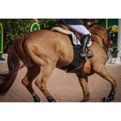 Equifit BellyBand 11 Equifit BellyBand -Equestrian Supplies Shop band4 61409.1590075654.1280.1280