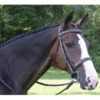 Black Oak By KL Select Spruce Hunter Bridle -Equestrian Supplies Shop bridle 03431.1584460386.1280.1280