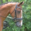 Black Oak By KL Select Magnolia Dressage Bridle -Equestrian Supplies Shop bridle 14254.1584458498.1280.1280